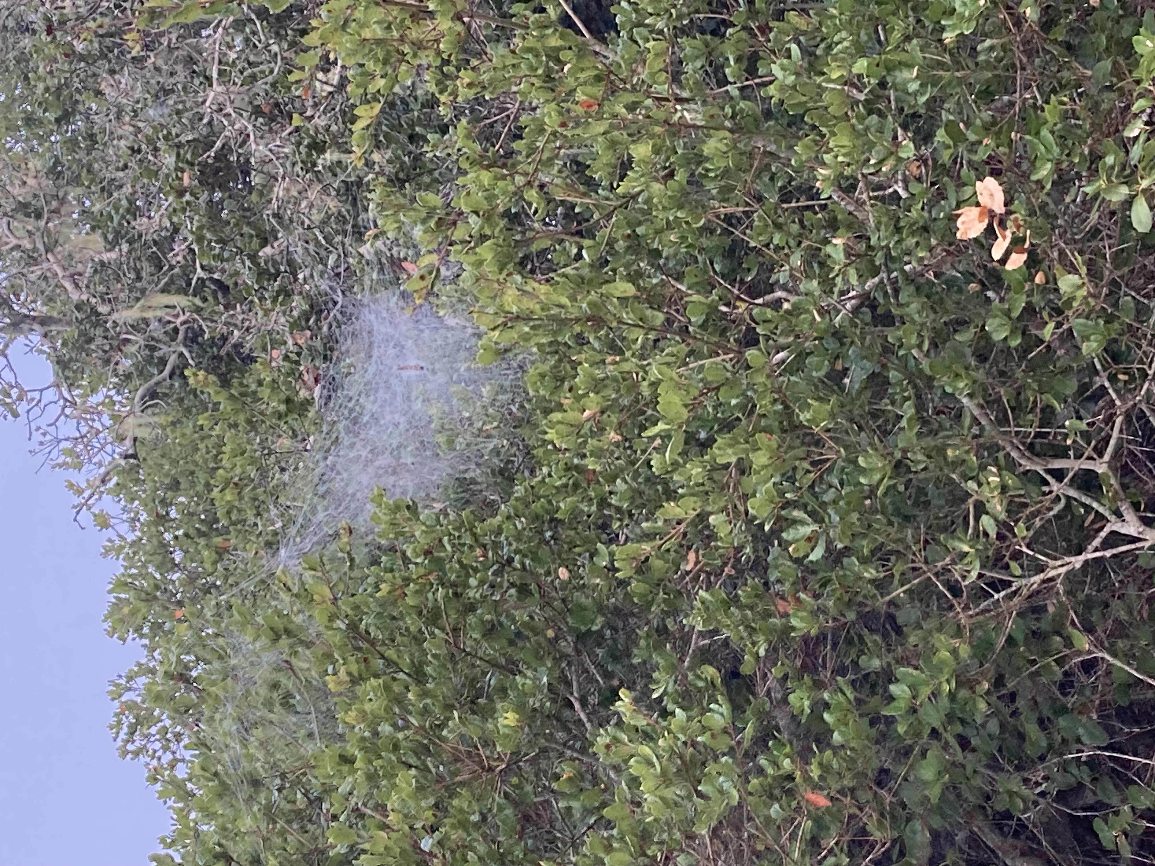 An oak tree with a dew covered spider web